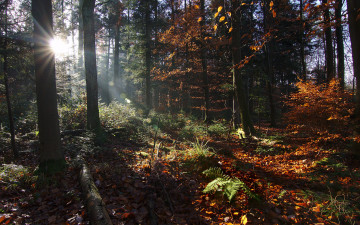 Картинка природа лес простор