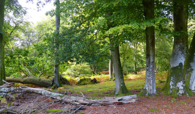 Обои картинки фото природа, лес, простор