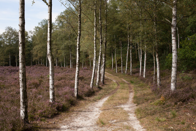 Обои картинки фото природа, дороги, простор