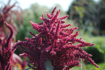 Картинка цветы амаранты растение амарант