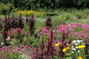 Картинка амарант цветы разные+вместе растение