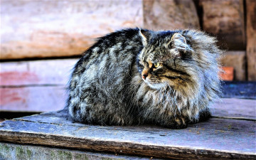 Картинка животные коты доски серый кот