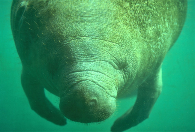 Обои картинки фото животные, морские коровы,  морские слоны, ламантин, вода, морская, корова