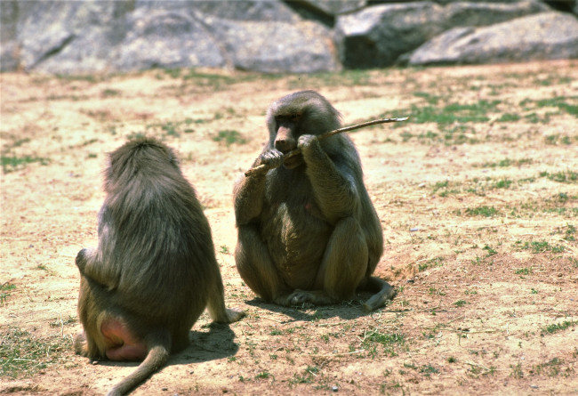 Обои картинки фото животные, обезьяны, камни, палка, павианы