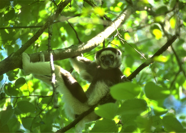 Обои картинки фото животные, лемуры, дерево, лемур