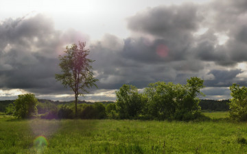 Картинка природа луга кусты деревья тучи небо трава
