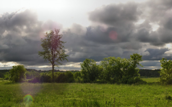 Обои картинки фото природа, луга, кусты, деревья, тучи, небо, трава