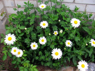 Картинка цветы ромашки