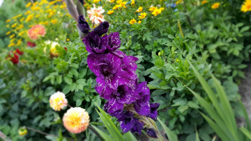 Картинка цветы гладиолусы лиловый гладиолус