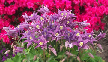 Картинка цветы аквилегия+ водосбор аквилегия