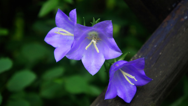 Обои картинки фото цветы, колокольчики, лиловые