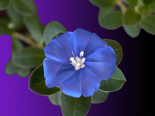 Картинка цветы