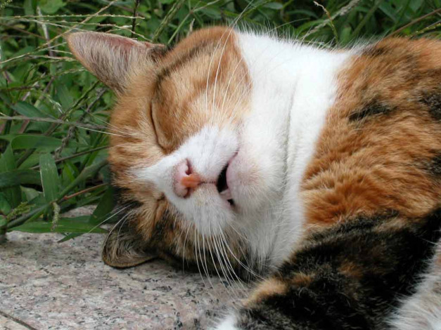 Обои картинки фото животные, коты