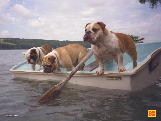 Обои картинки фото животные, собаки