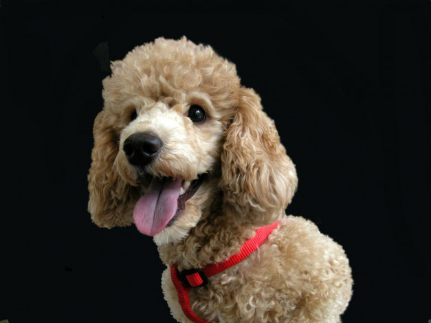 Обои картинки фото животные, собаки