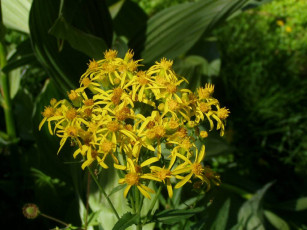 Картинка цветы