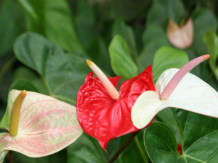 Картинка цветы антуриум цветок фламинго