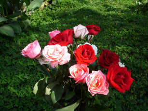 Картинка цветы розы