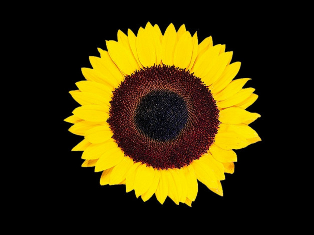 Обои картинки фото цветы, подсолнухи