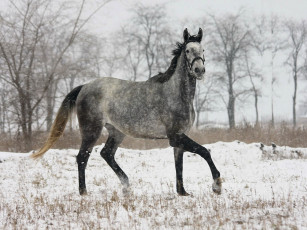Картинка животные лошади