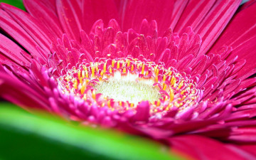 Картинка цветы герберы