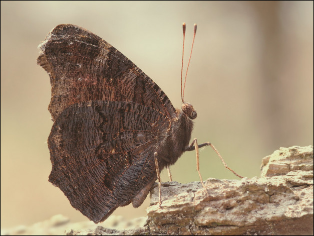 Обои картинки фото животные, бабочки