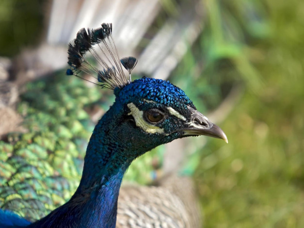 Обои картинки фото животные, павлины