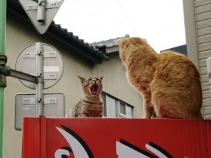 Картинка животные коты