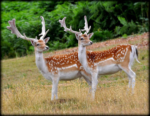 Картинка животные олени пятна рога