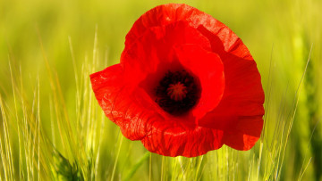 Картинка цветы маки макро