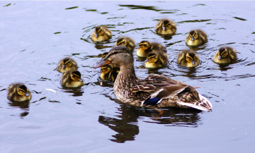 Картинка животные утки вода малыши мама утята