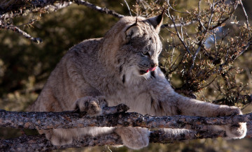 Картинка животные рыси дерево мех хищник