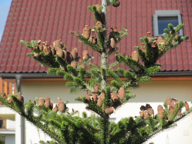 Обои картинки фото природа, шишки, жёлуди, каштаны, сосна