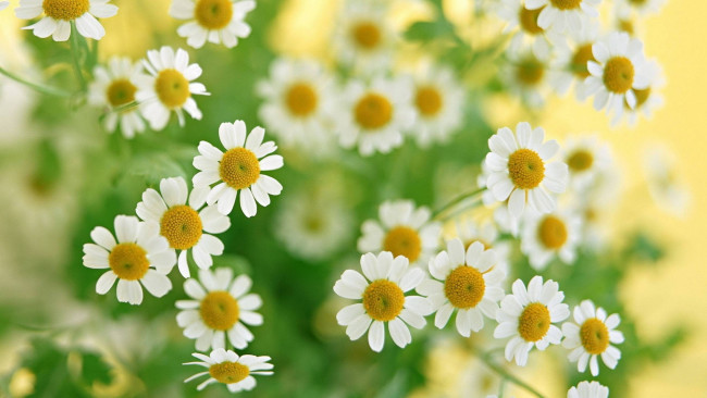 Обои картинки фото цветы, ромашки
