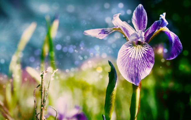 Обои картинки фото цветы, ирисы, ирис