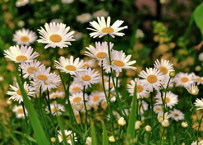 Обои картинки фото цветы, ромашки