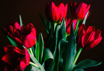 Картинка цветы тюльпаны красный