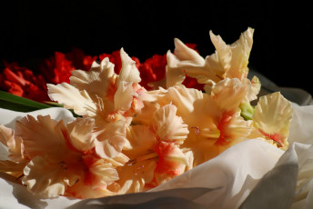 Картинка цветы гладиолусы гладиолус