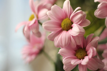 Картинка цветы хризантемы розовый хризантема