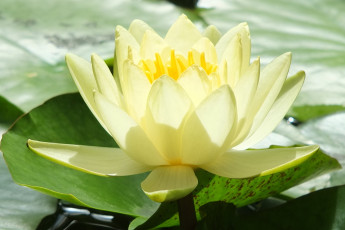 Картинка цветы лилии водяные нимфеи кувшинки лепестки макро