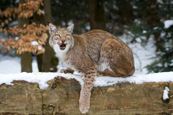Картинка животные рыси облизывается