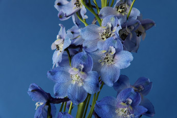 Картинка цветы дельфиниум голубой