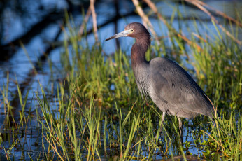 Картинка животные цапли клюв серая камыш