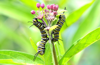 Картинка животные гусеницы стебель