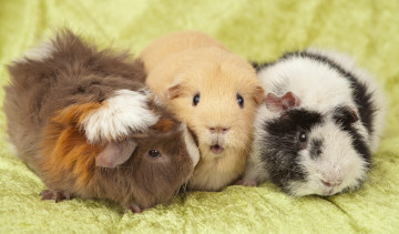 Картинка животные морские свинки хомяки