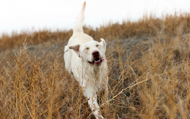 Обои картинки фото животные, собаки, собака, поле