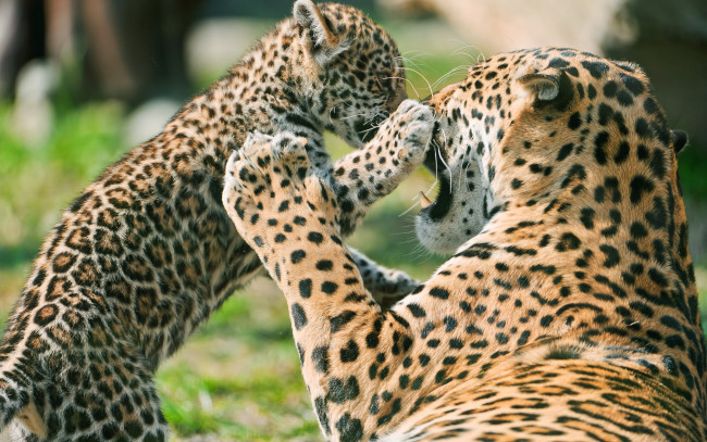 Обои картинки фото животные, Ягуары, ягуар, дикая, кошка, детеныш