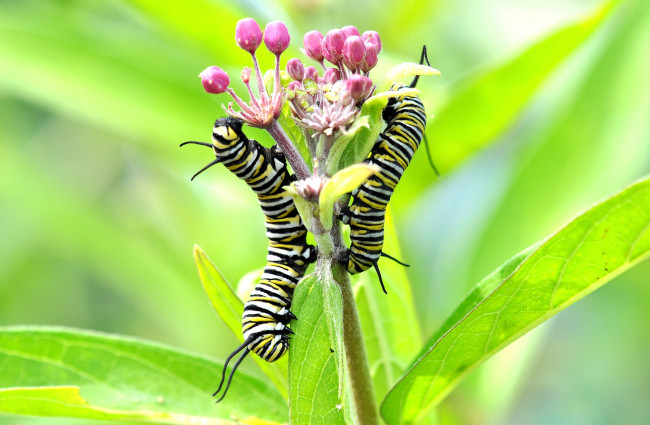 Обои картинки фото животные, гусеницы, стебель
