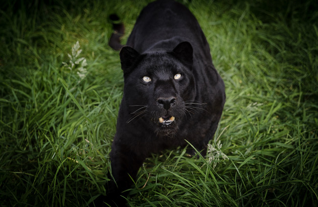 Обои картинки фото животные, пантеры, черный, рык