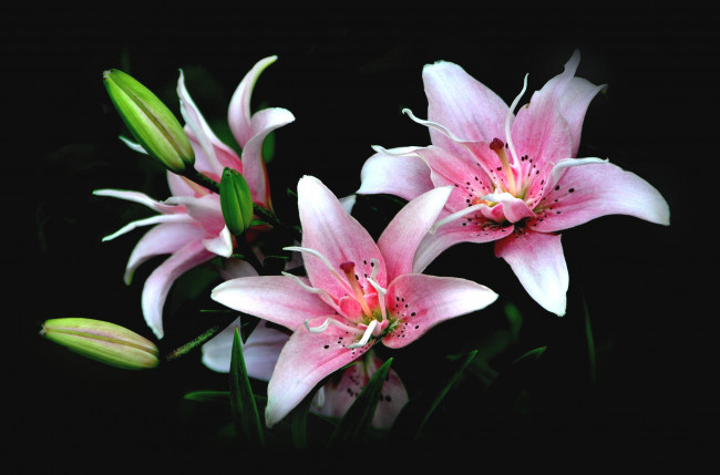 Обои картинки фото цветы, лилии, лилейники, розовый, бутоны